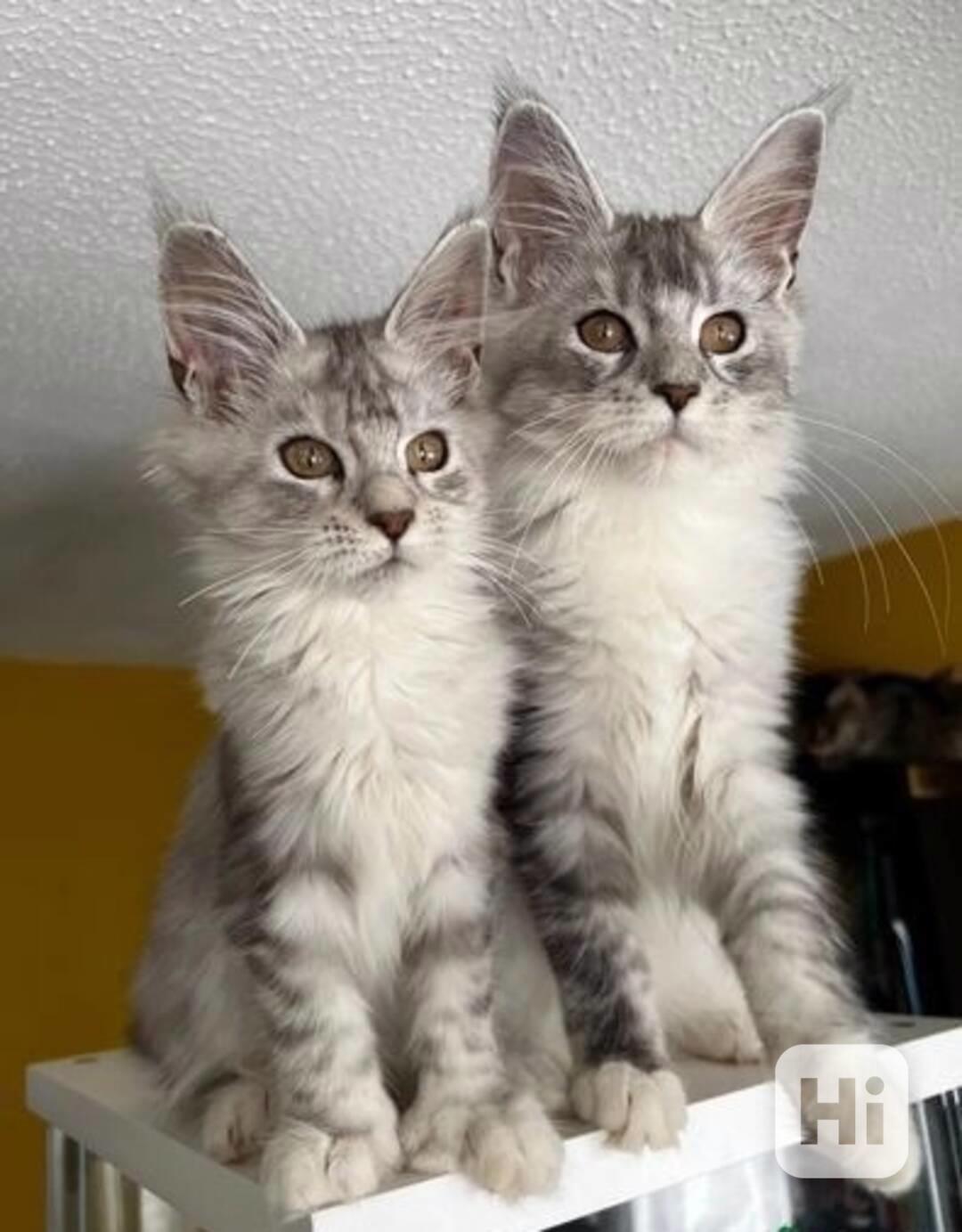 Dvě roztomilá koťátka Mainské mývalí - foto 1