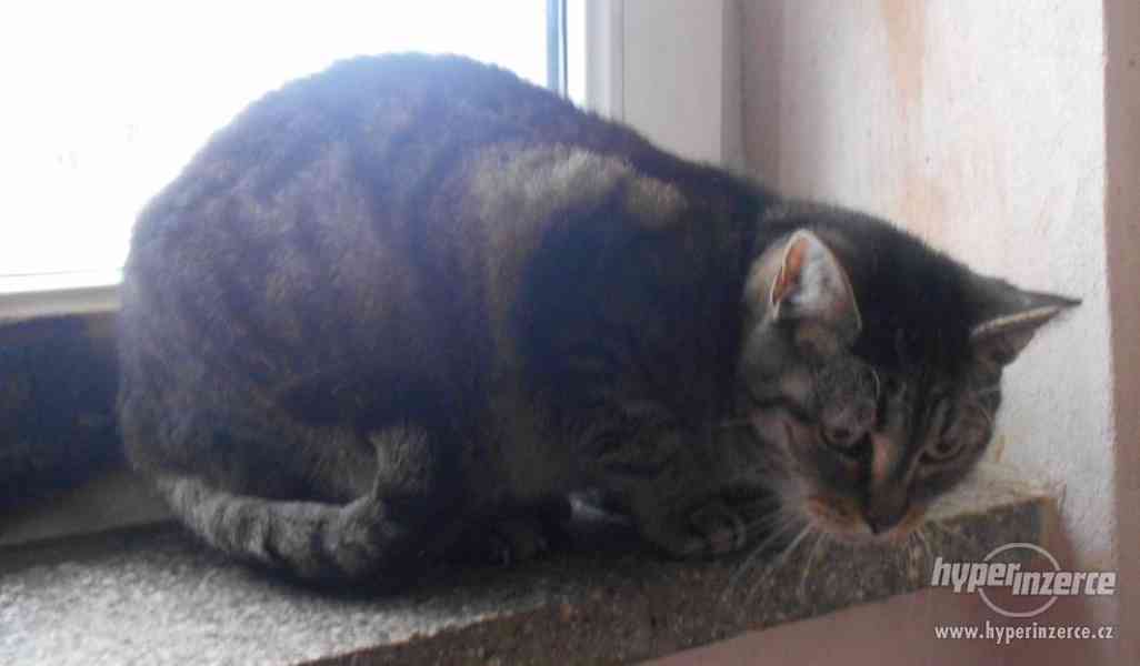 Mourinka Majda hodná, mazlivá kočička - foto 4