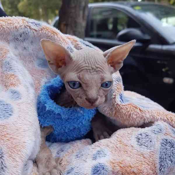 Sphynx Kitten - foto 2