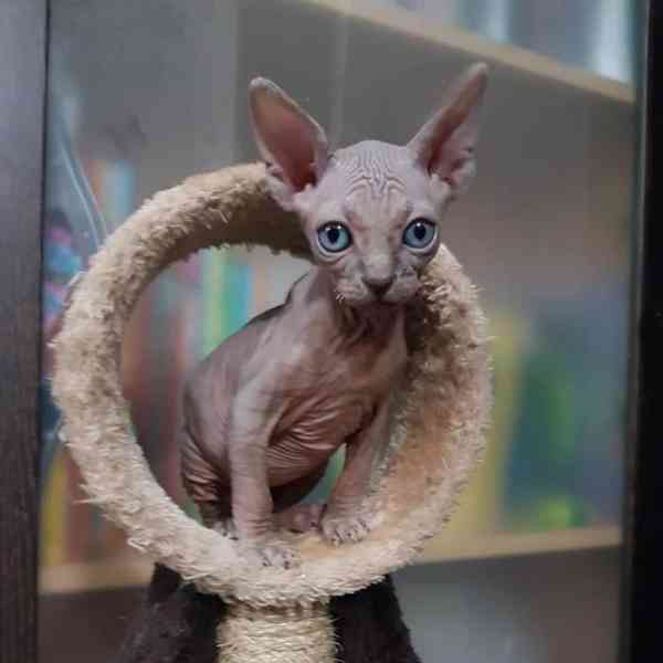 Sphynx Kitten - foto 3