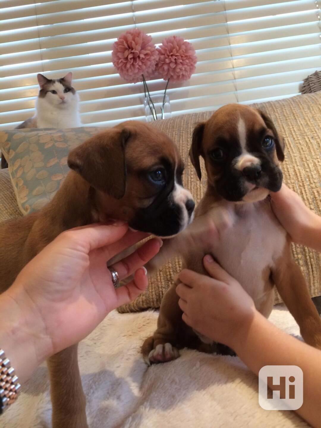 Úžasná štěňata boxerů - foto 1