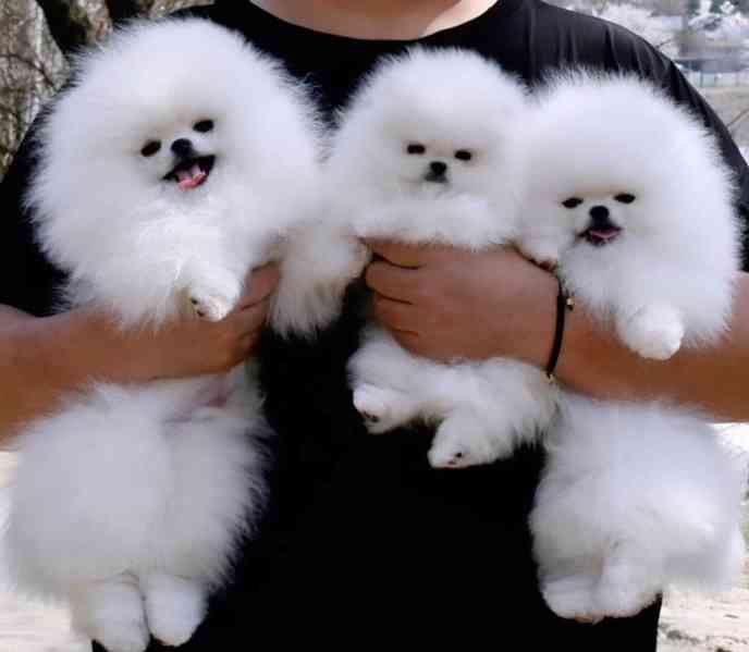 pomeranian štěňata k adopci