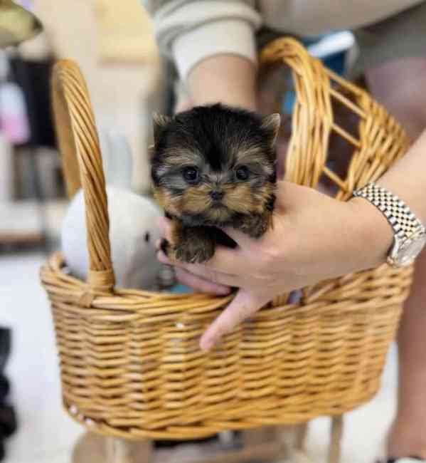 štěňata yorkshirského teriera - foto 2