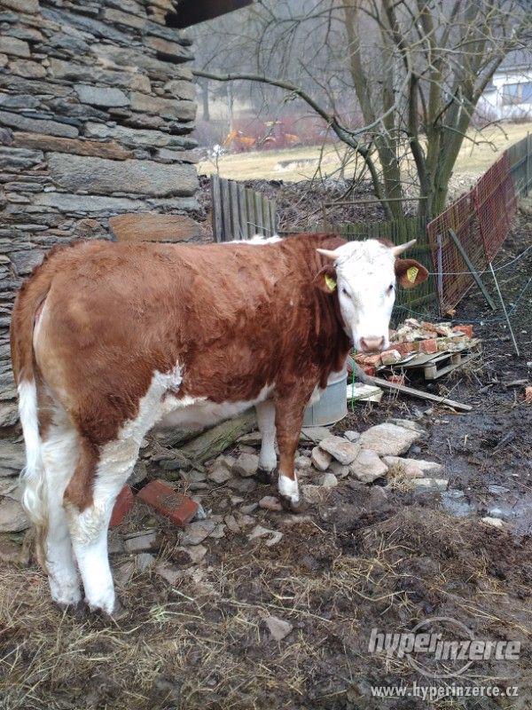 Prodám jalovici - foto 1