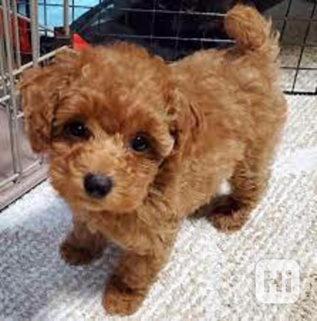 Úžasná   štěňata toy pudla - foto 1
