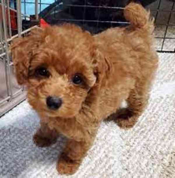 Úžasná   štěňata toy pudla - foto 1