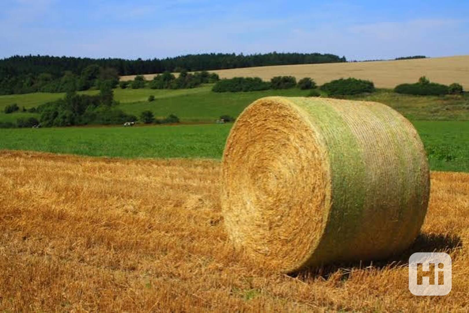 Velké balíky ovesné slámy - foto 1