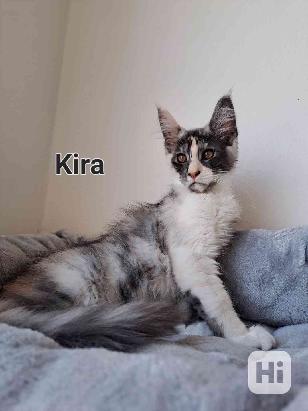 Mainská mývalí bez pp  - foto 1