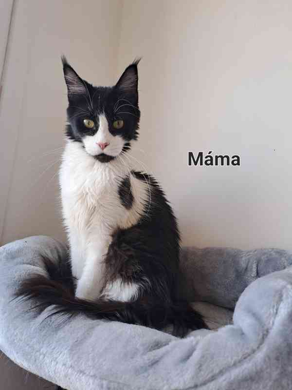 Mainská mývalí bez pp  - foto 4