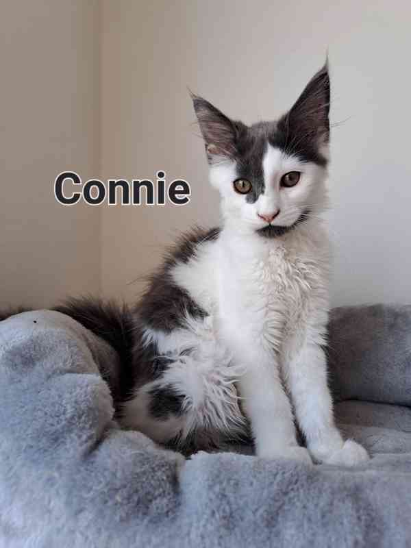 Mainská mývalí bez pp  - foto 2