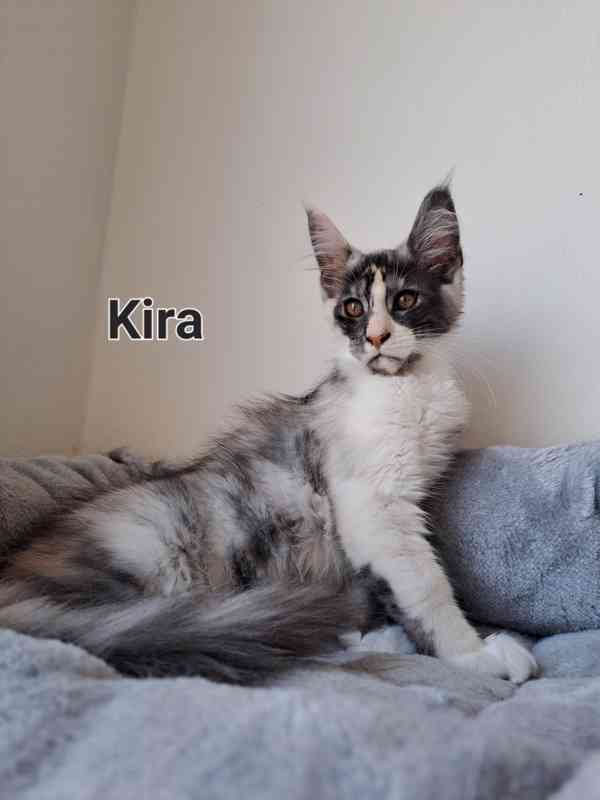 Mainská mývalí bez pp  - foto 1