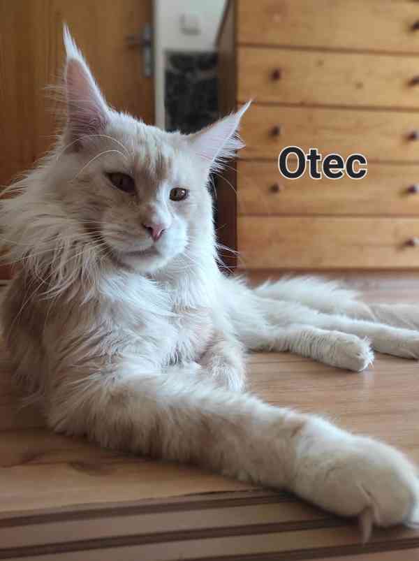 Mainská mývalí bez pp  - foto 5