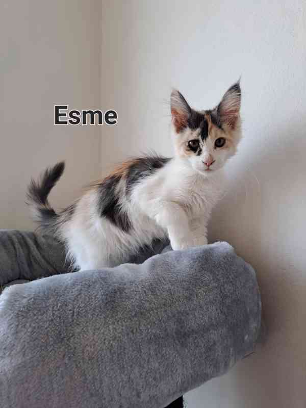 Mainská mývalí bez pp  - foto 3