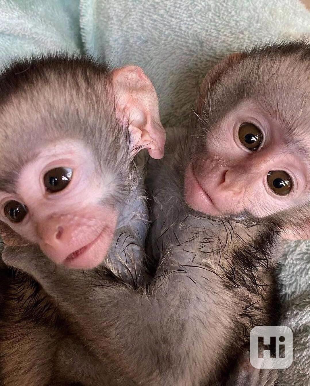 🐒 Dobře vycvičené kapucínské opice na prodej - foto 1