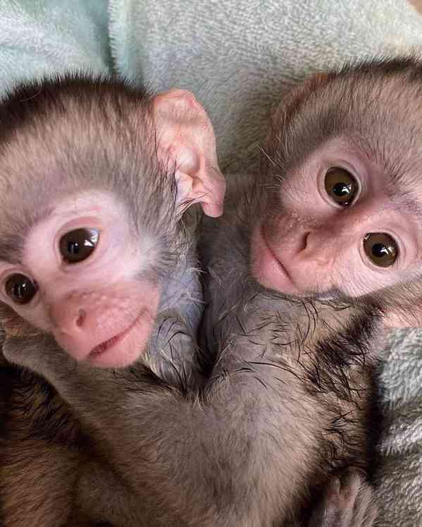 🐒 Dobře vycvičené kapucínské opice na prodej