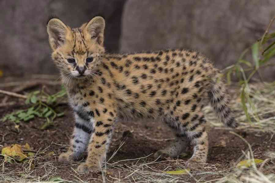 Koťata plemene Savannah na prodej - foto 1