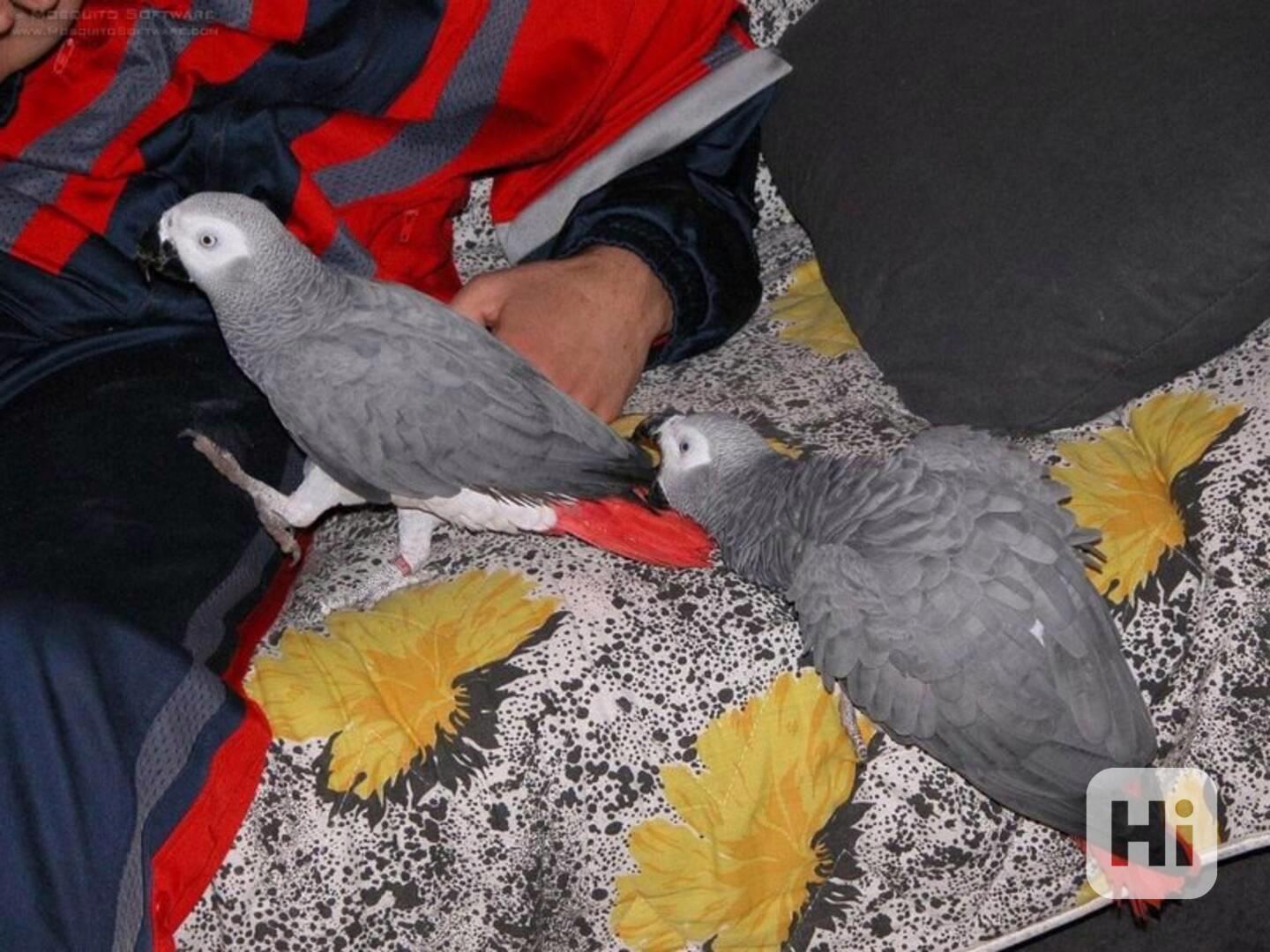 Krásní deštníkoví kakaduové, afrošedí a modří papoušci  - foto 1