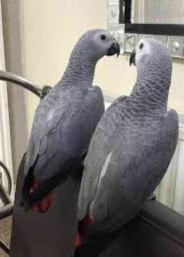 Krásní deštníkoví kakaduové, afrošedí a modří papoušci  - foto 4