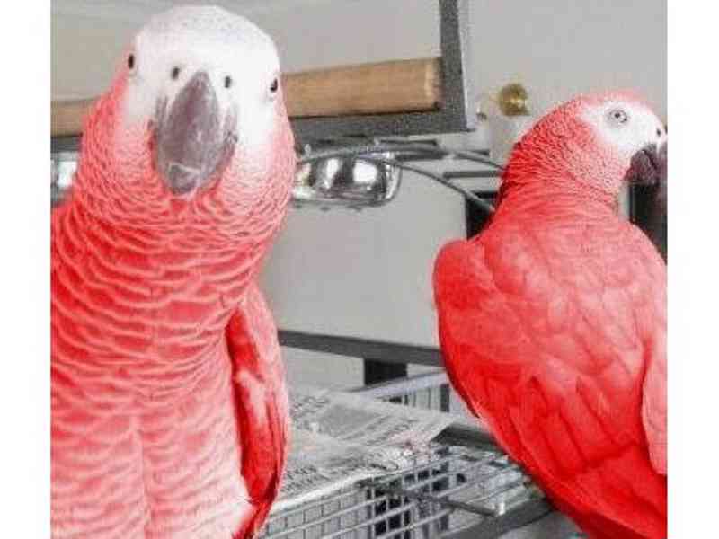 Krásní deštníkoví kakaduové, afrošedí a modří papoušci  - foto 3