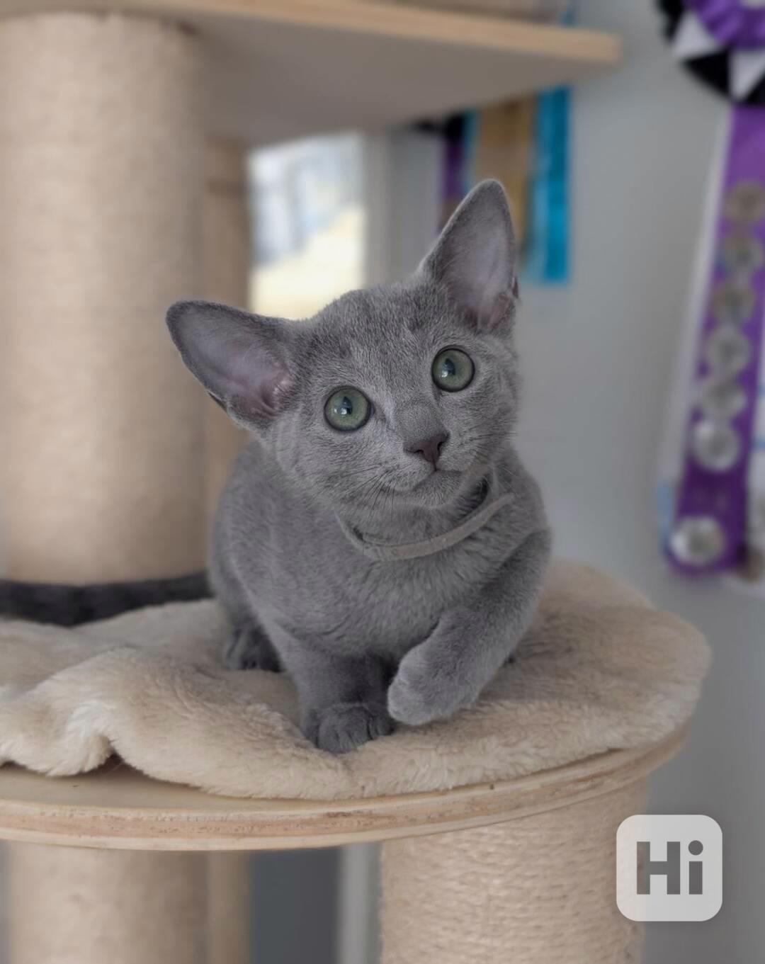 Roztomilá a bezplatná ruská modrá koťátka k bezplatné adopci - foto 1