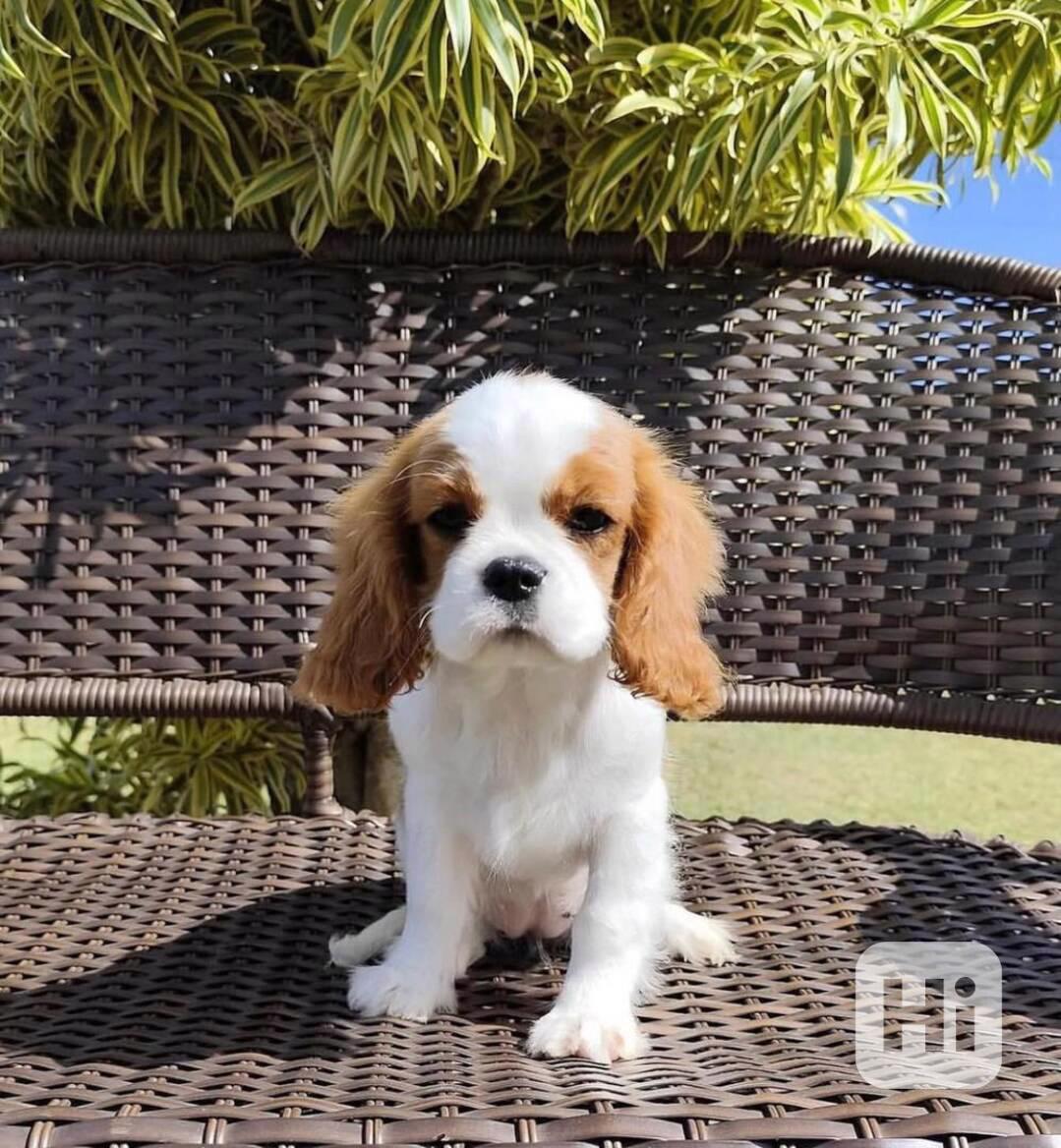 Tato kvalitní štěňata kavalírského king charles španěla - foto 1