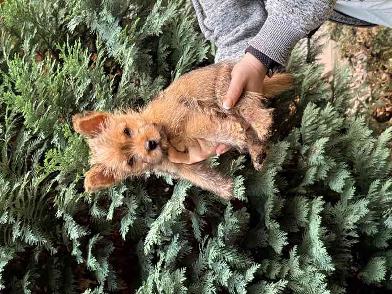 Norvičský teriér (Norwich terrier) - foto 1