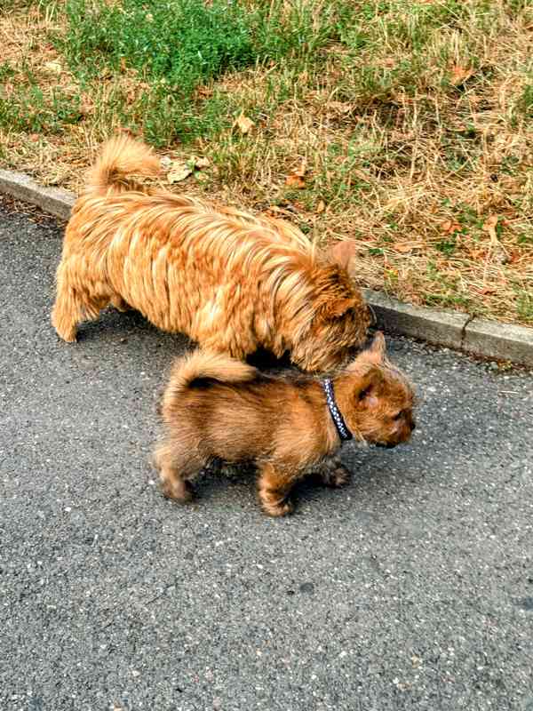 Norvičský teriér (Norwich terrier) - foto 2
