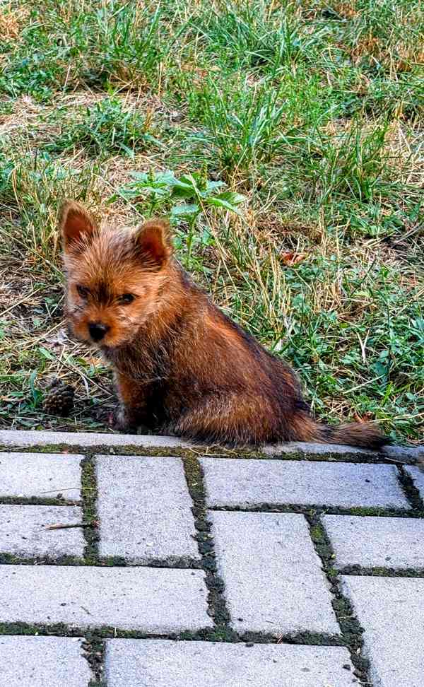 Norvičský teriér (Norwich terrier) - foto 3