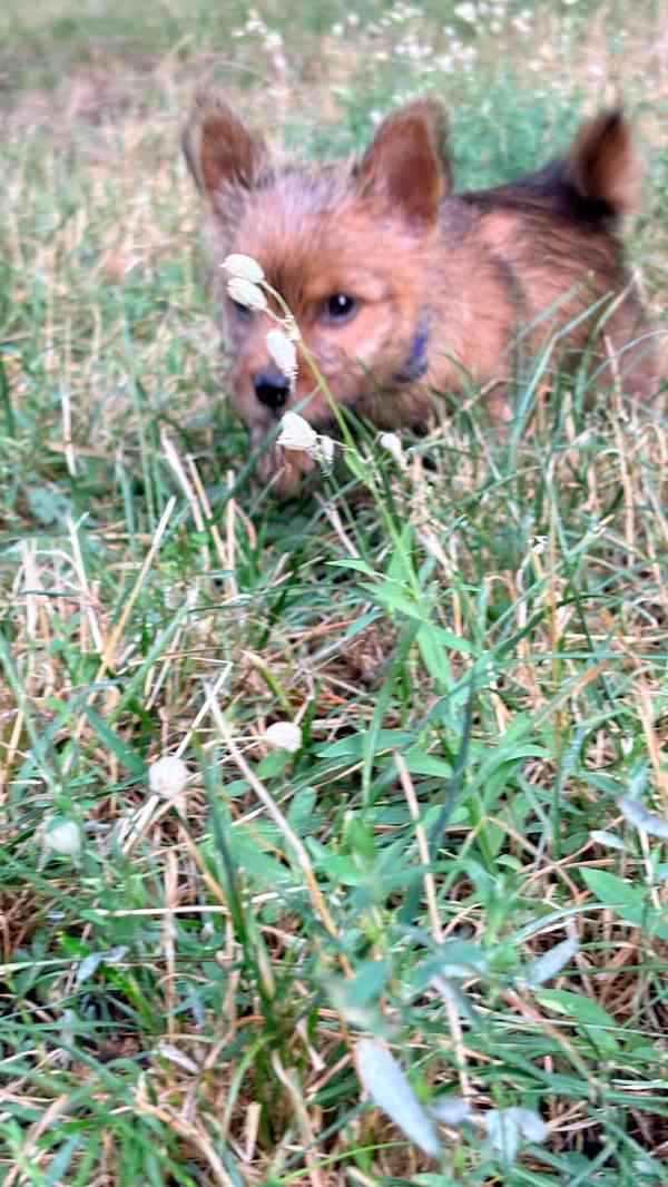 Norvičský teriér (Norwich terrier) - foto 7