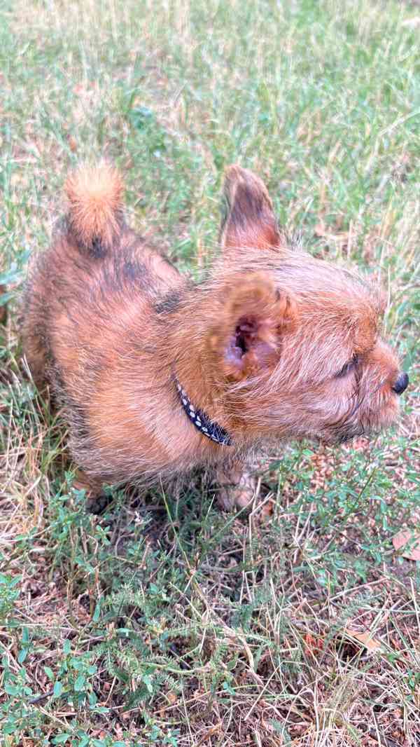 Norvičský teriér (Norwich terrier) - foto 4