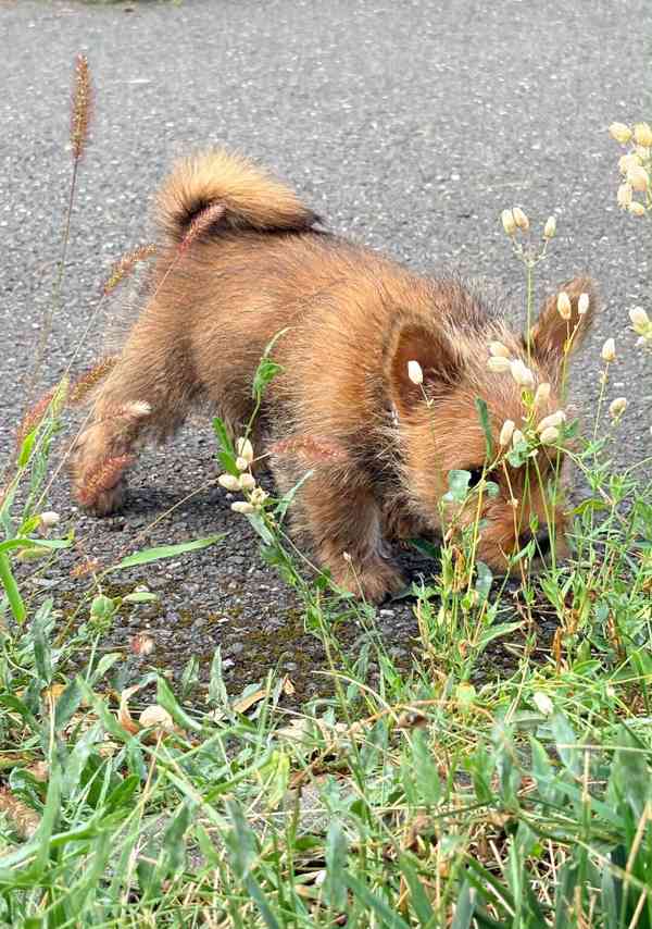 Norvičský teriér (Norwich terrier) - foto 8