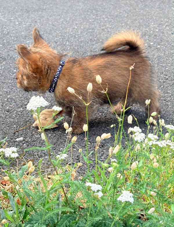 Norvičský teriér (Norwich terrier) - foto 9