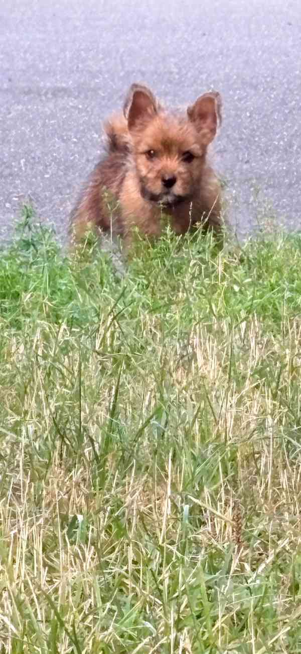 Norvičský teriér (Norwich terrier) - foto 5