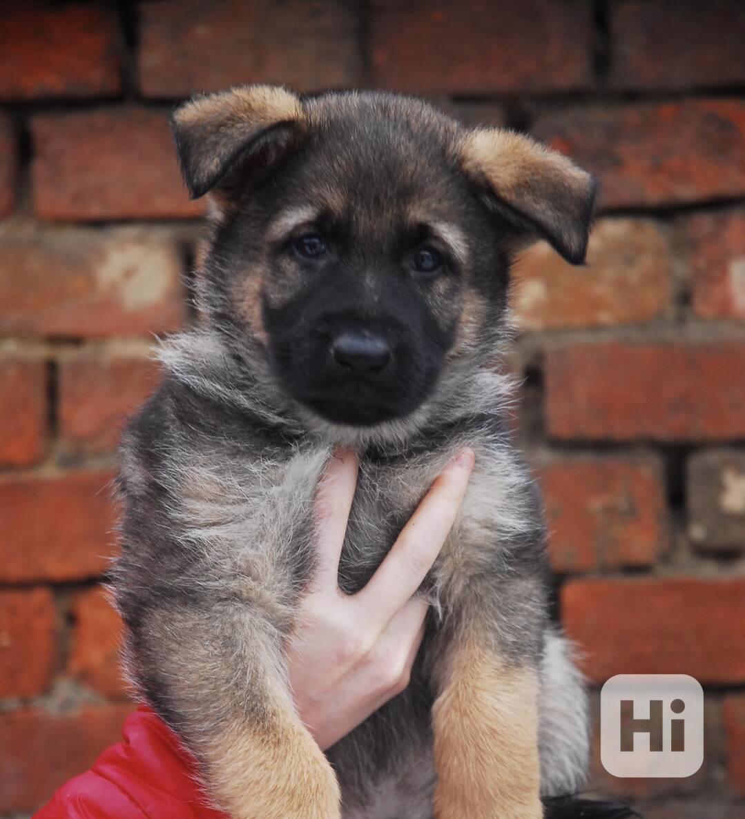 Německý ovčák - foto 1