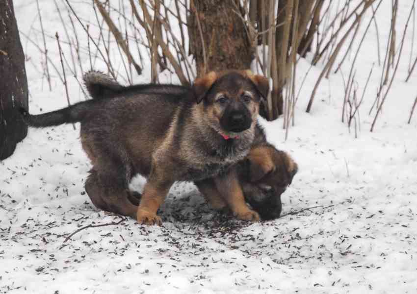 Německý ovčák - foto 5