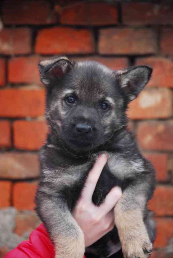 Německý ovčák - foto 4