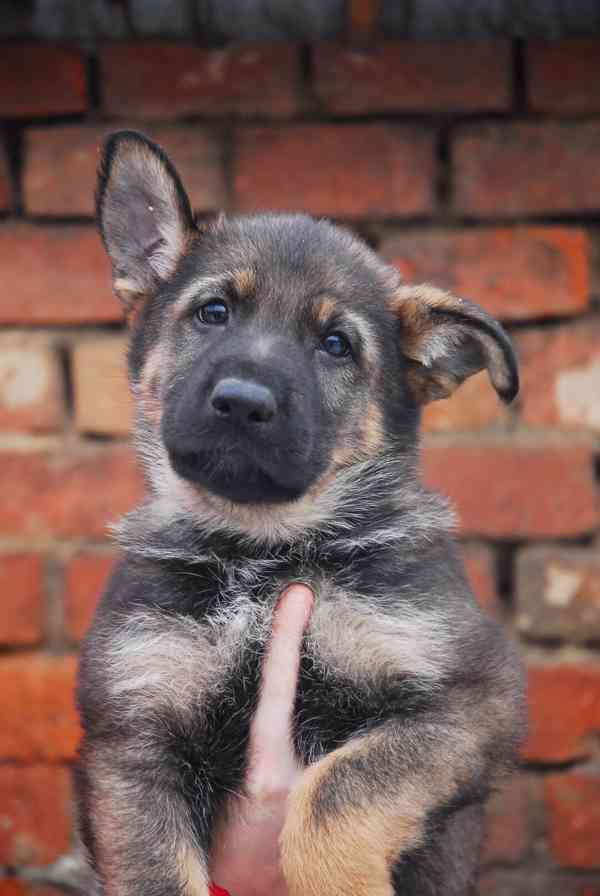 Německý ovčák - foto 2