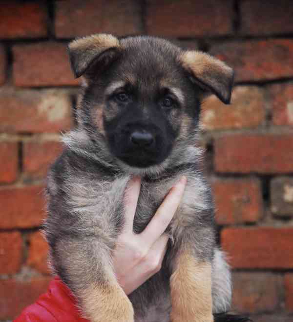 Německý ovčák - foto 1