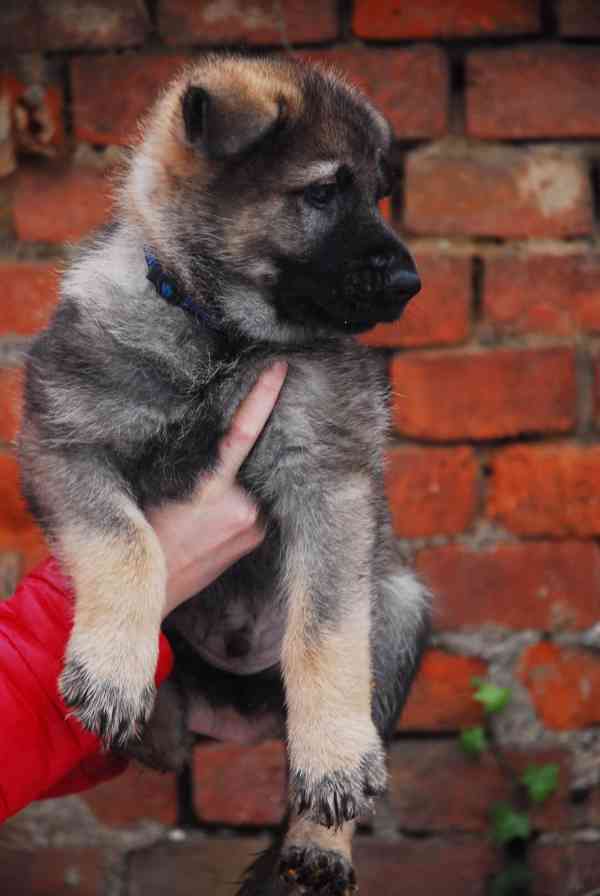 Německý ovčák - foto 3