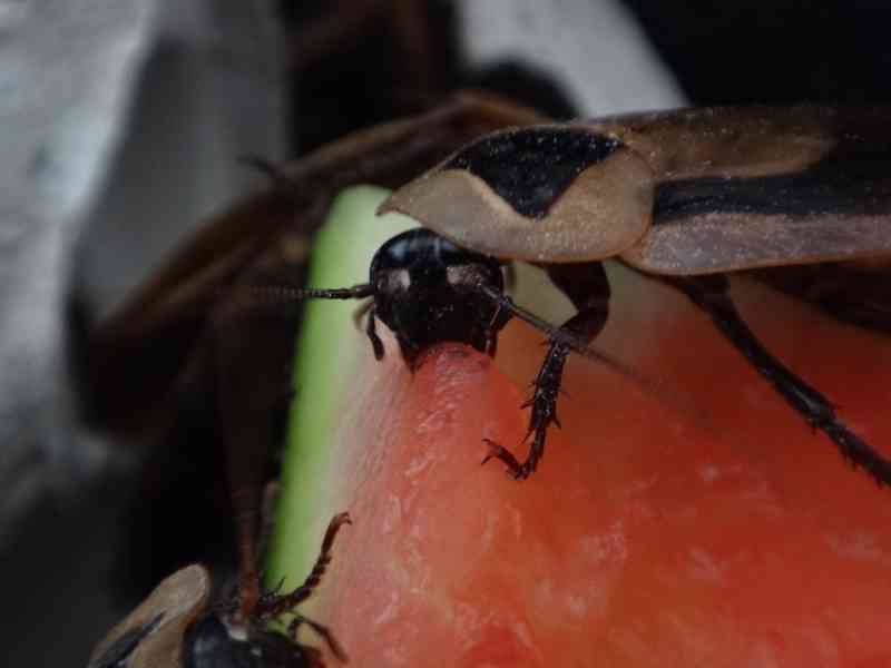 Šváb discoidalis Blaberus discoidalis - opravdu skladem - foto 4