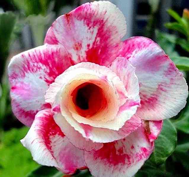 Adenium obesum 'wanjai' - semena - foto 1