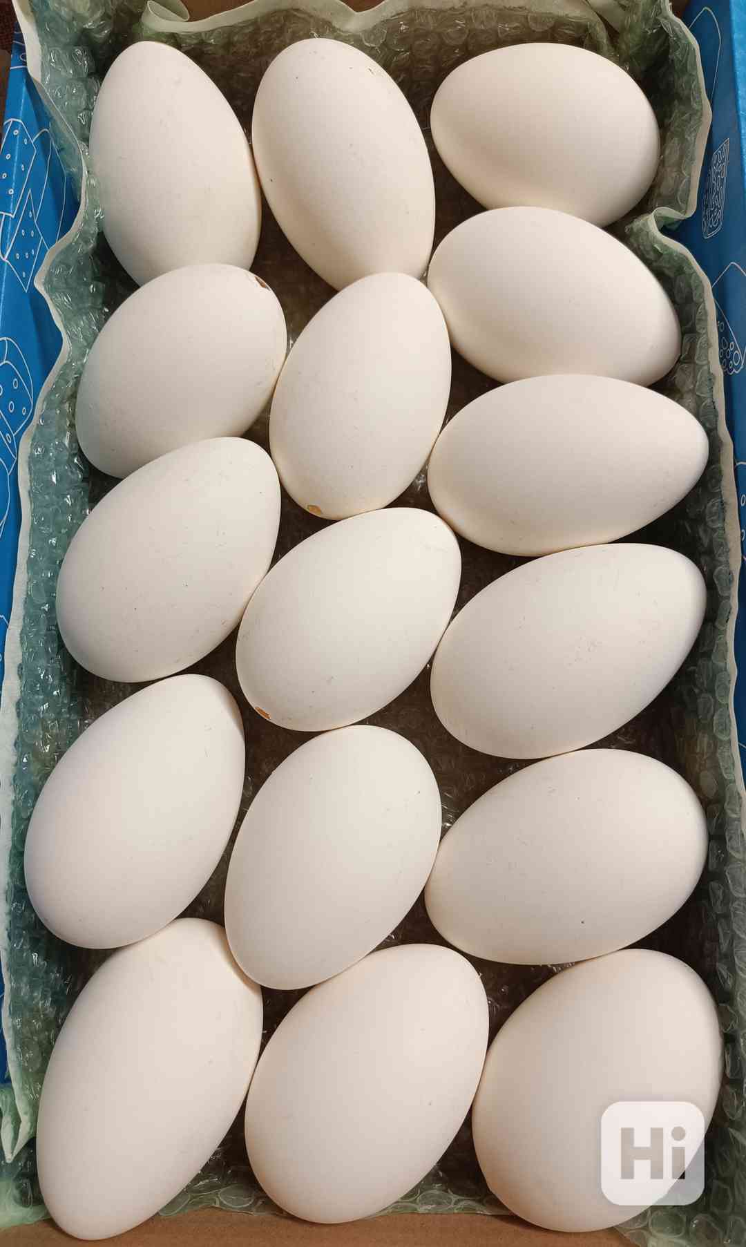 Výfuky husích vajec  - foto 1