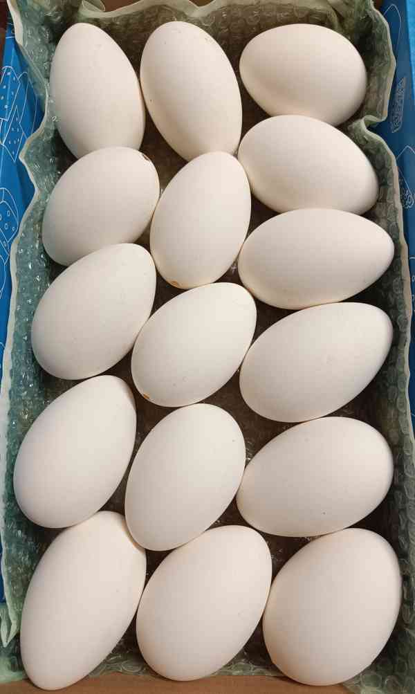 Výfuky husích vajec 