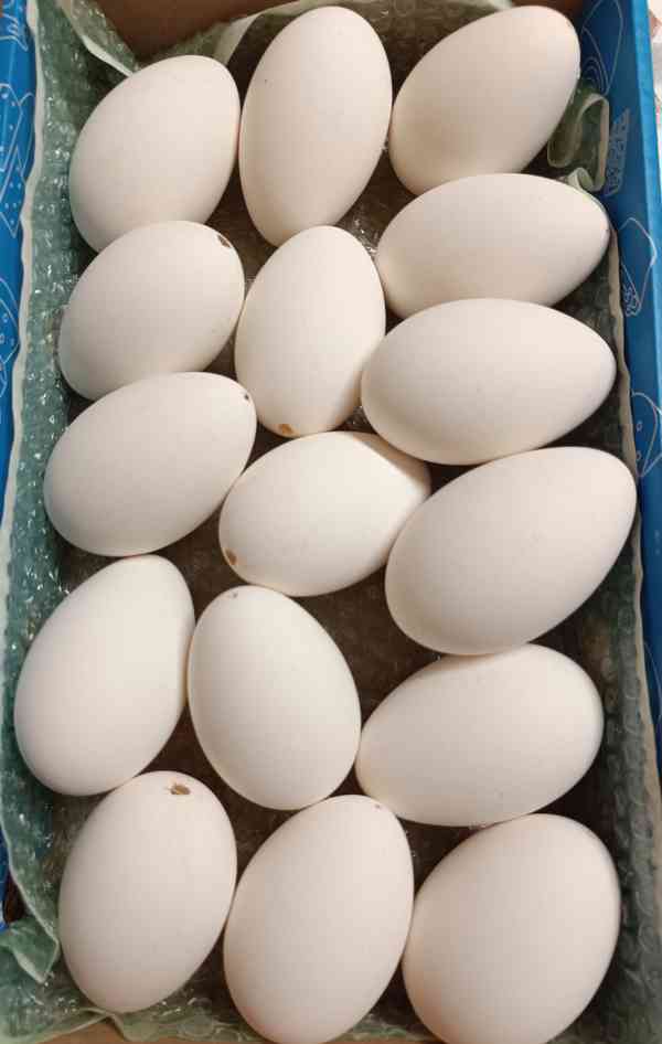 Výfuky husích vajec  - foto 2