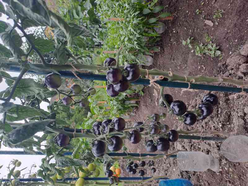 Černé rajče (indigo) velká semínka - foto 2