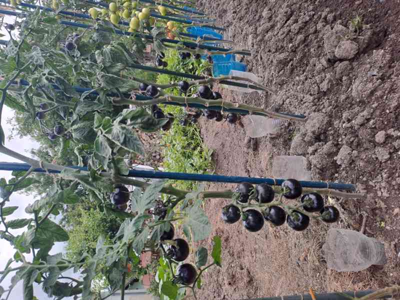 Černé rajče (indigo) velká semínka - foto 4