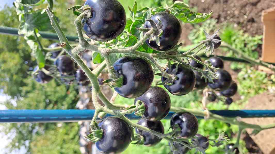 Černé rajče (indigo) velká semínka - foto 3