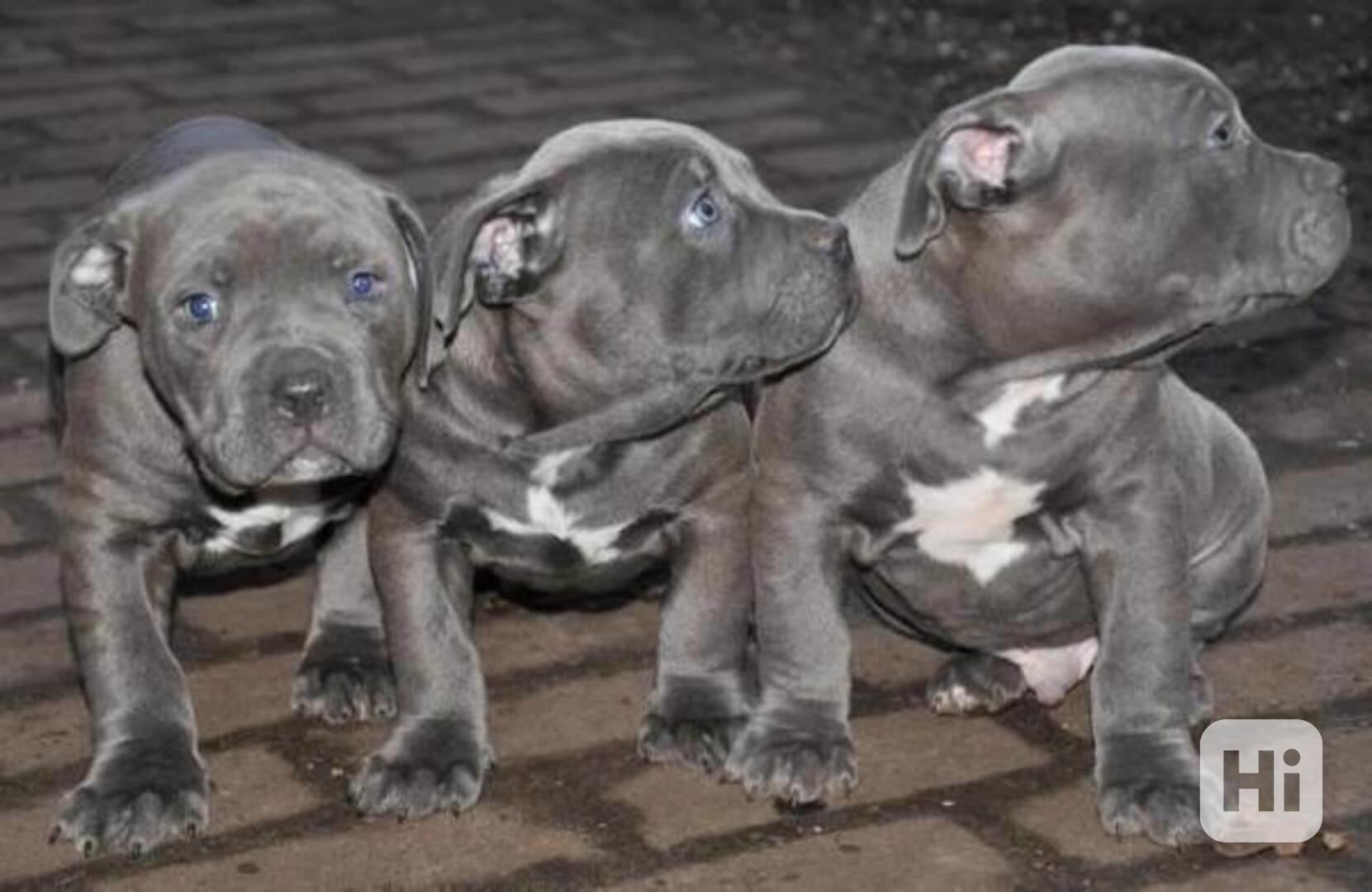 Registrovaná štěňata pitbula k adopci - foto 1