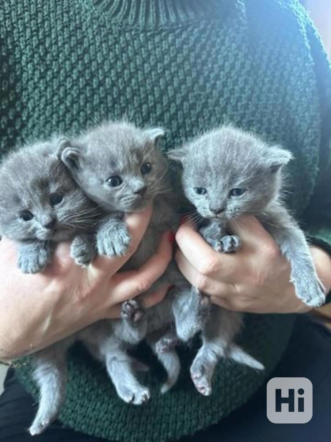 Koťata britské krátkosrsté šelmy - foto 1