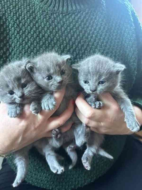 Koťata britské krátkosrsté šelmy - foto 1